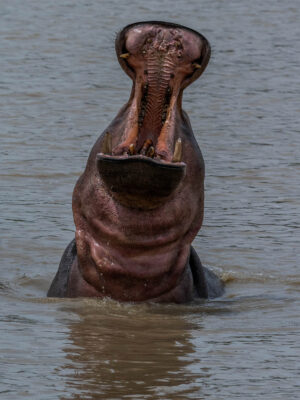 South Luangwa Hippopo