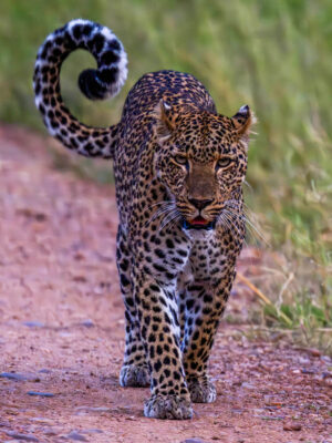 Leopard in South Luangwa Zambia