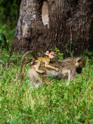 Monkey in South Luangwa Zambia