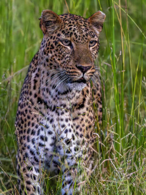 Leopard in South Luangwa National Park