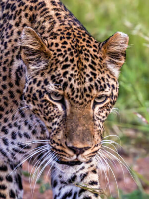 Leopard in South Luangwa National Park