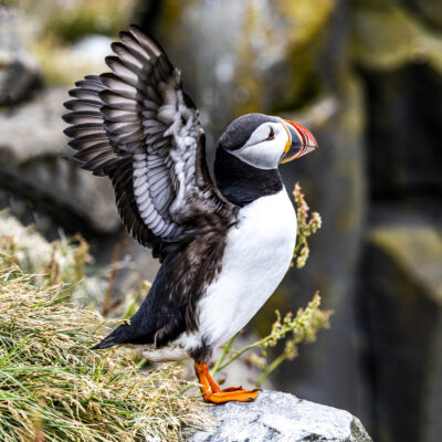 The Atlantic puffin is one of the most beloved seabirds, known for its bright orange beak and striking black-and-white feathers. Often seen nesting on coastal cliffs in places like Iceland, Norway, and the Faroe Islands, puffins are a true symbol of northern wildlife. This puffin photo captures the charm of these unique birds in their natural habitat.