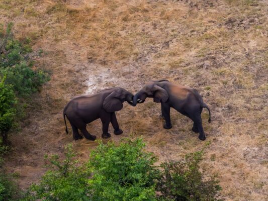 Elephants in Love