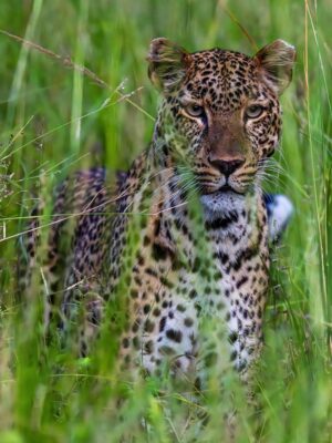 Leopard in South Luangwa Zambia