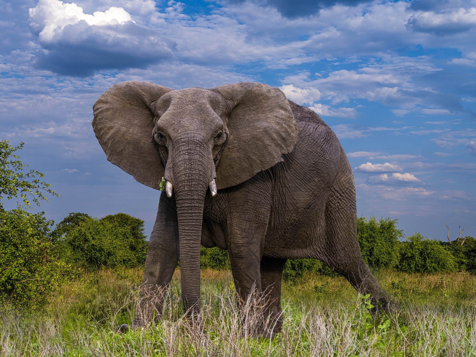 Elephant Zambia Africa