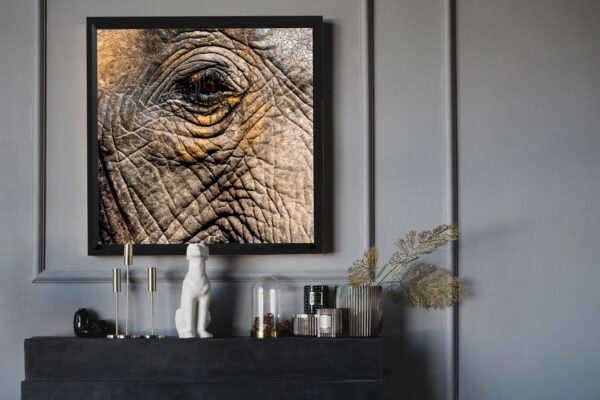 Fine Art  African Elephant
